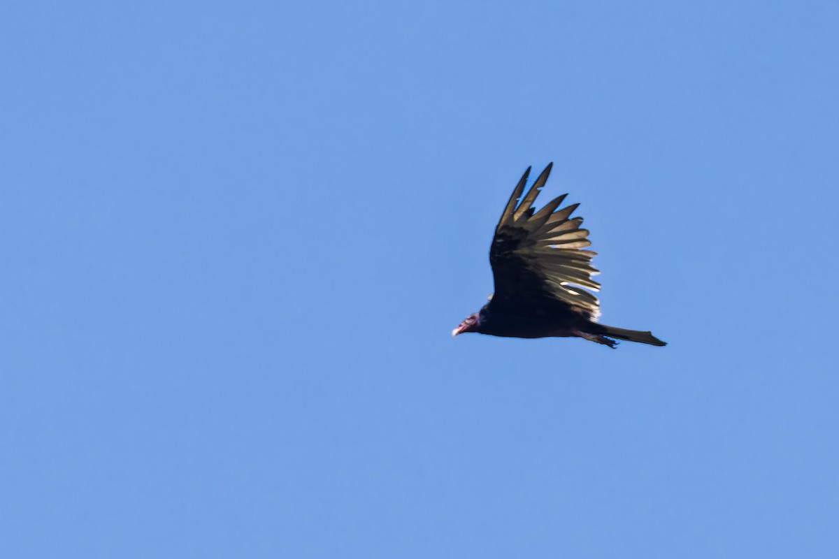 Turkey Vulture - ML637948591