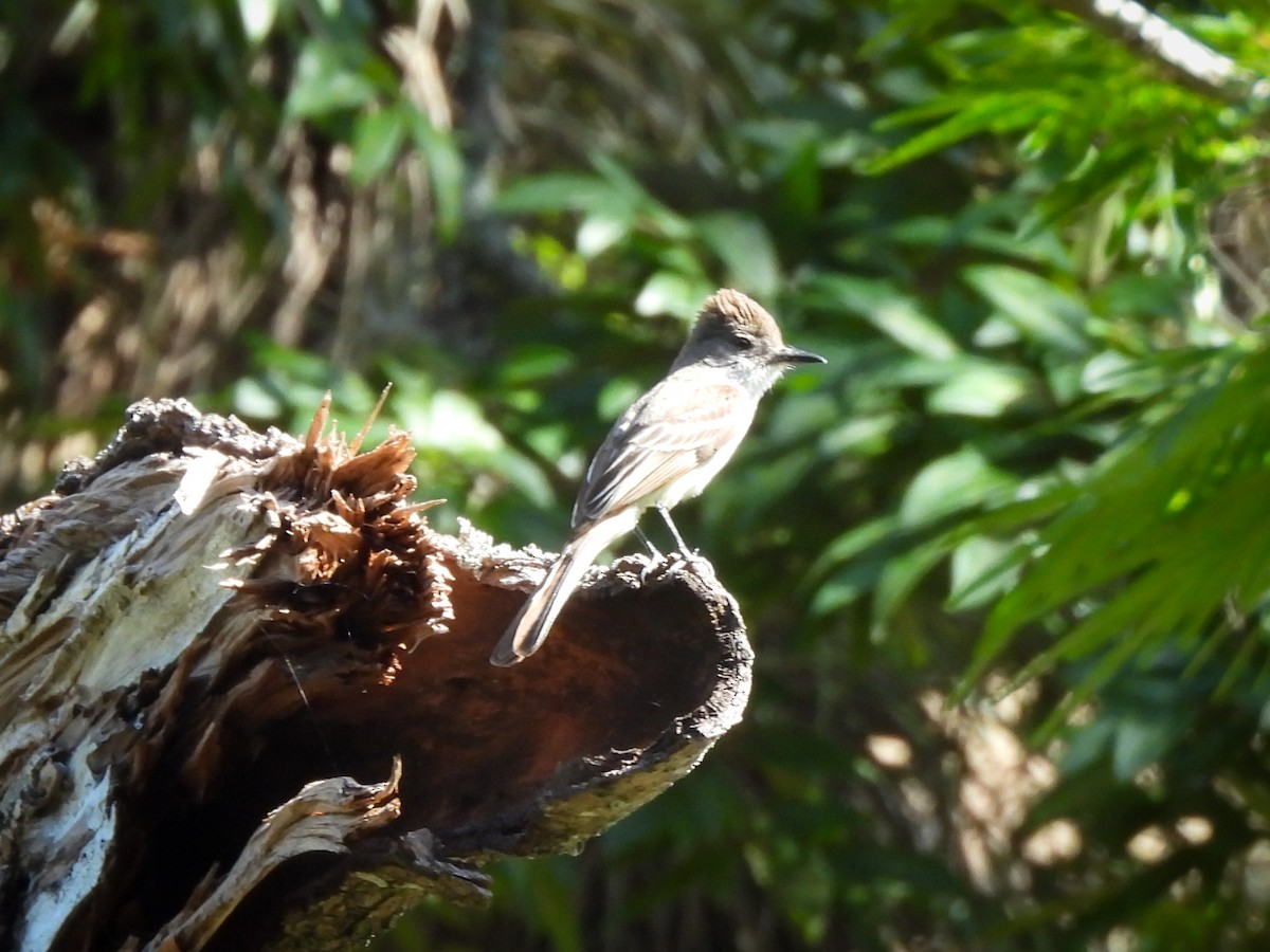 Stolid Flycatcher - ML637948603
