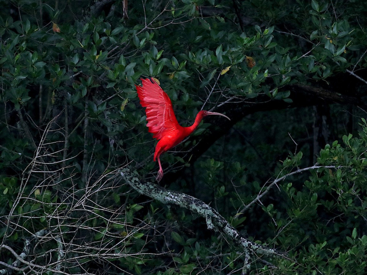 ibis rudý - ML637948611