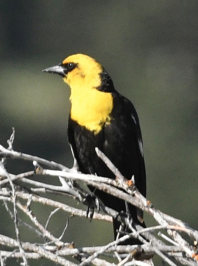 Yellow-headed Blackbird - ML637948614
