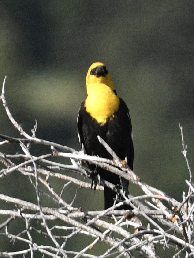 Yellow-headed Blackbird - ML637948615
