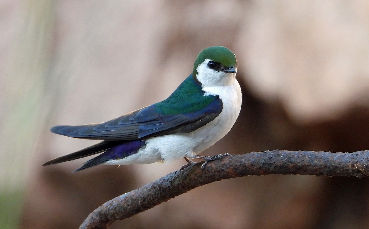 Violet-green Swallow - ML637948629