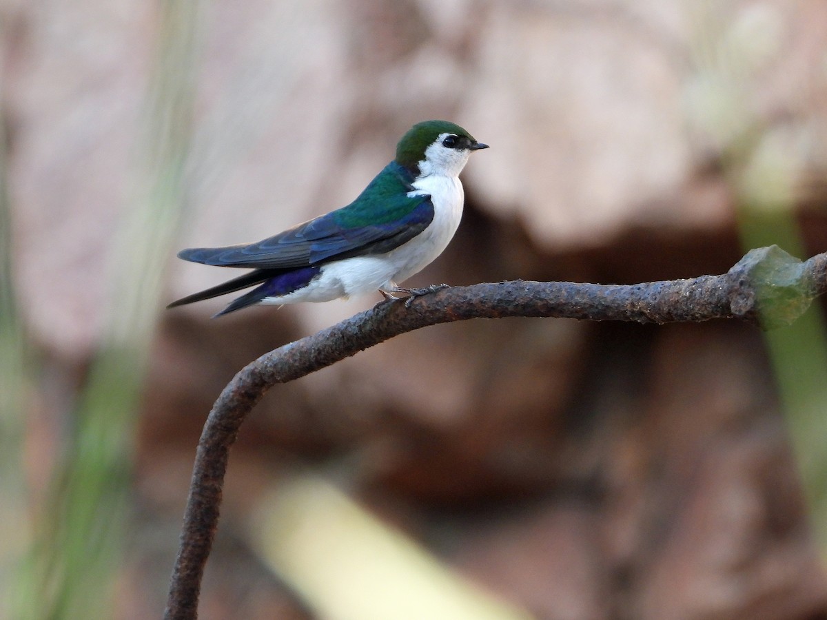 Violet-green Swallow - ML637948631