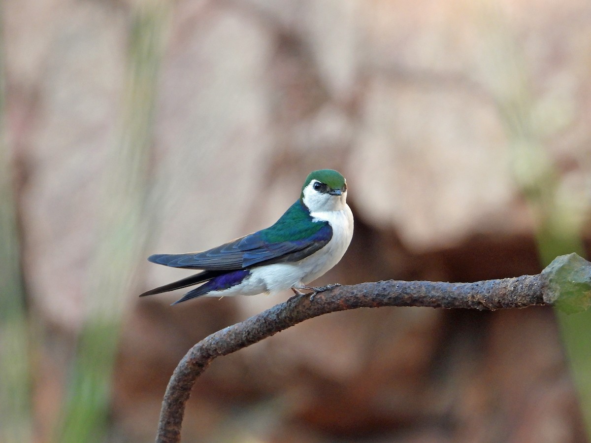 Violet-green Swallow - ML637948632