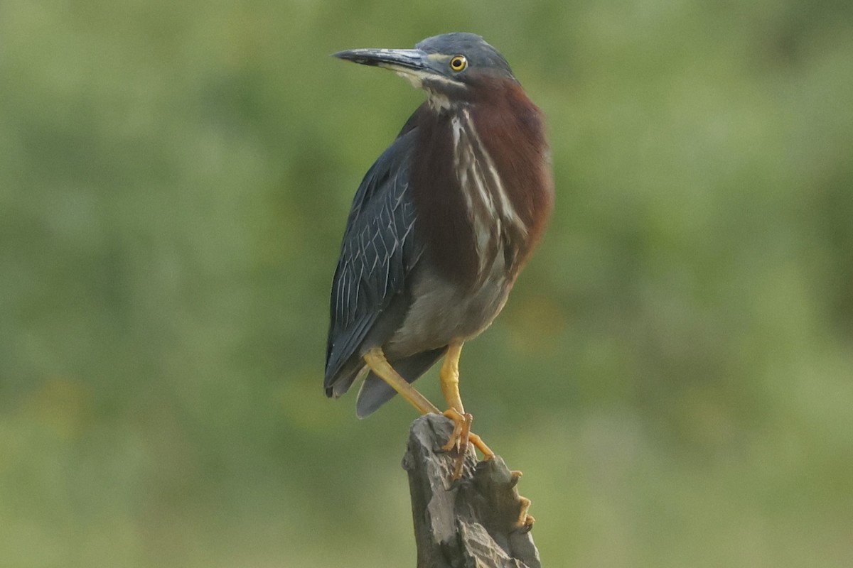 Green Heron - ML637948633