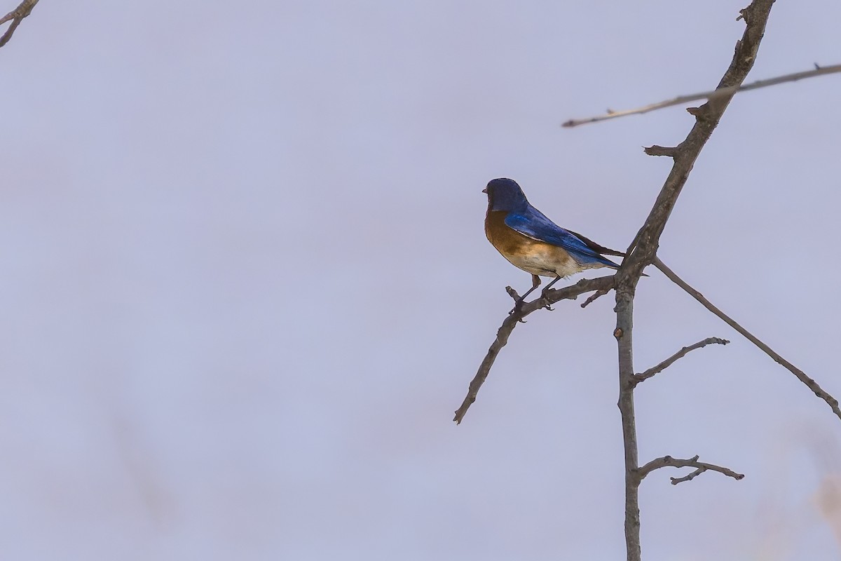 Eastern Bluebird - ML637948641