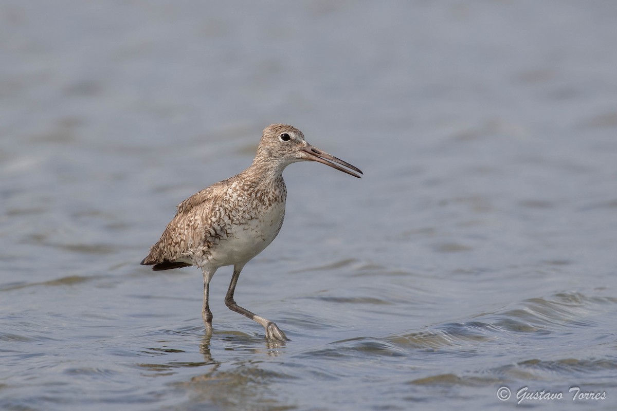 Willet - ML637948644
