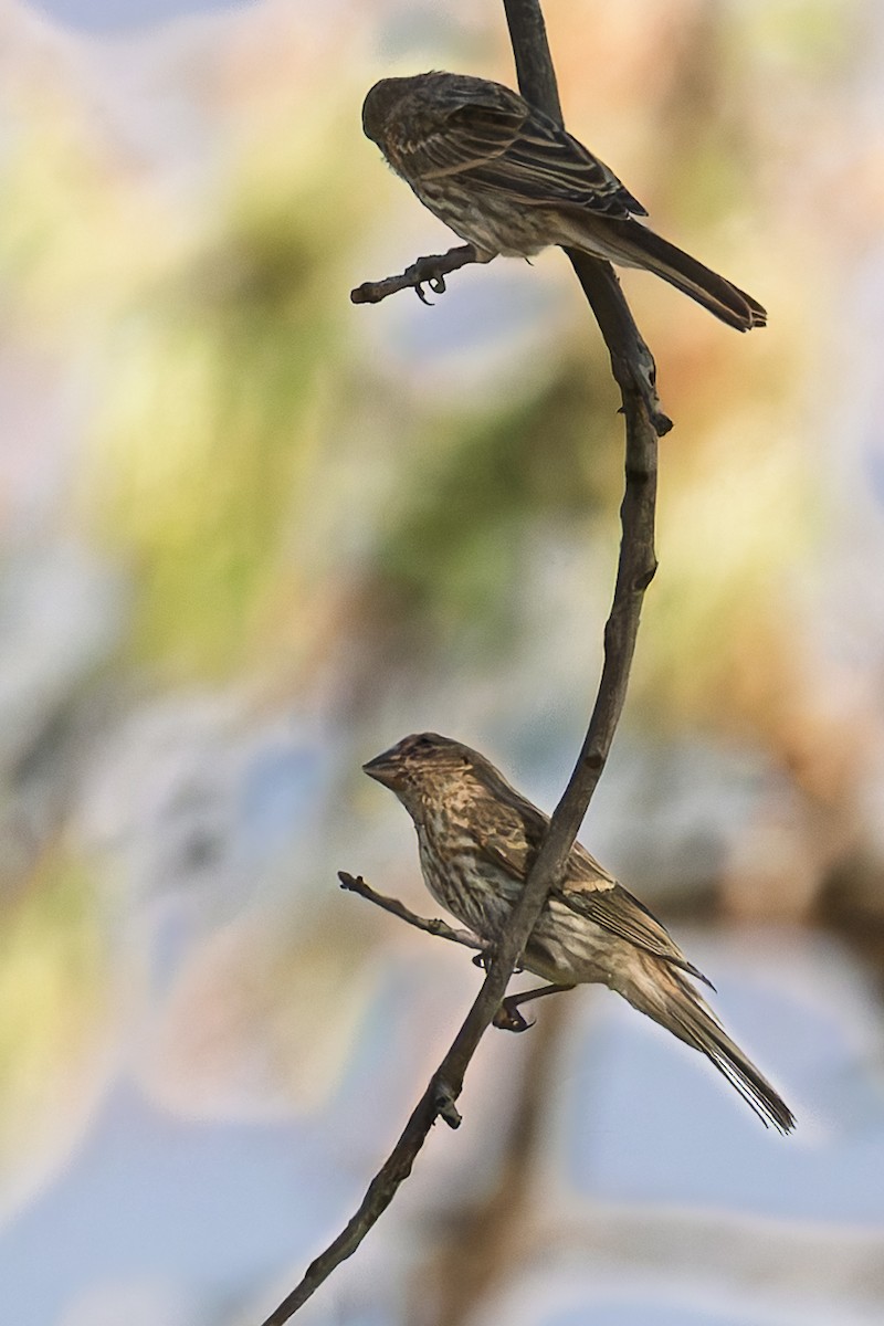 House Finch - ML637948646