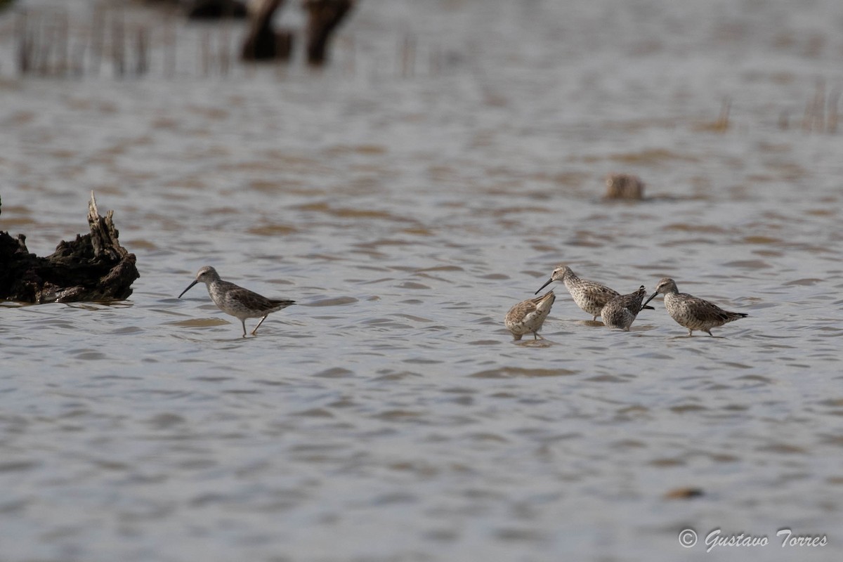 Stilt Sandpiper - ML637948651