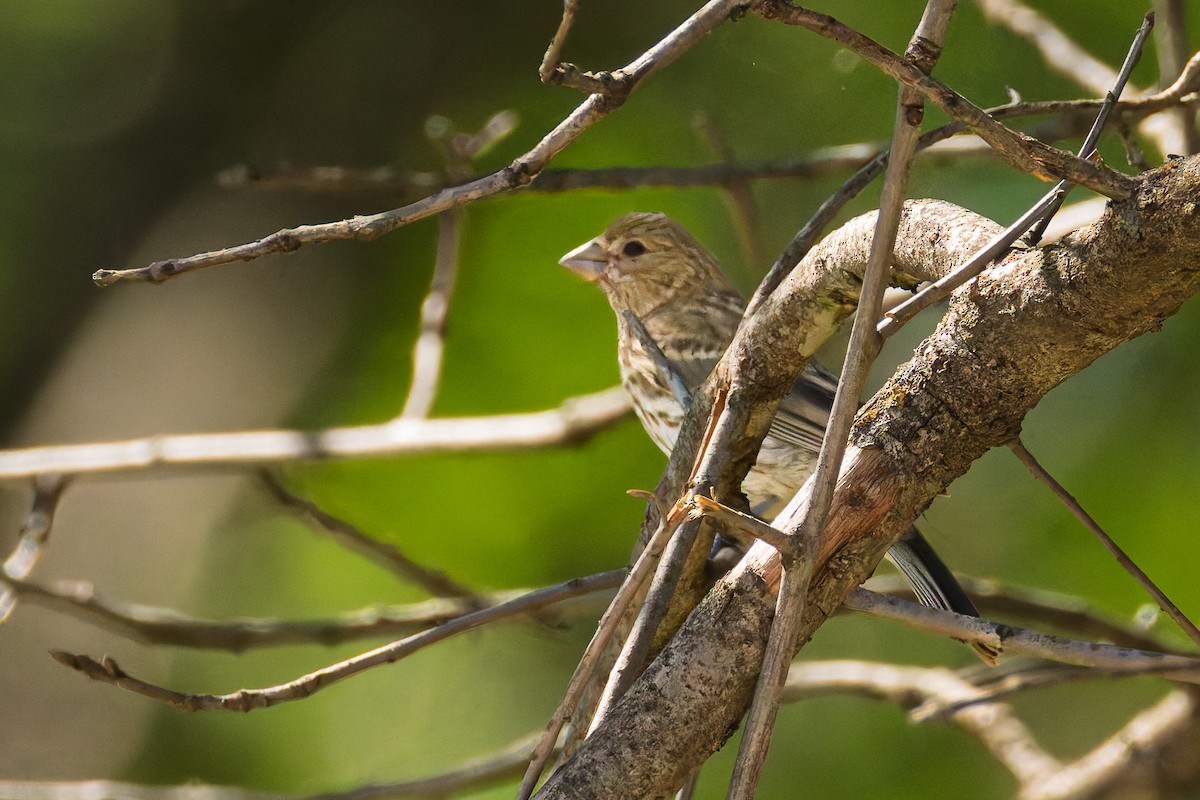 House Finch - ML637948658