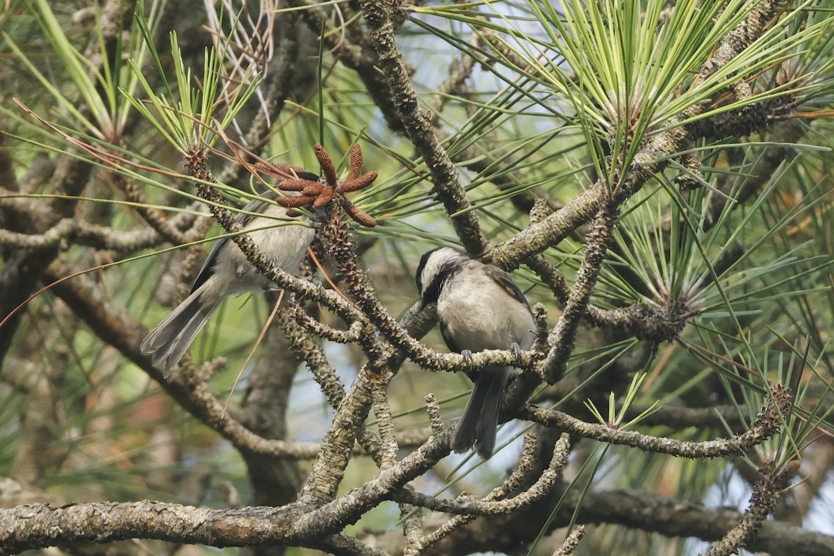 Carolina Chickadee - ML637948672