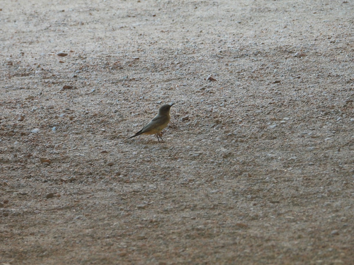 Say's Phoebe - ML637948674