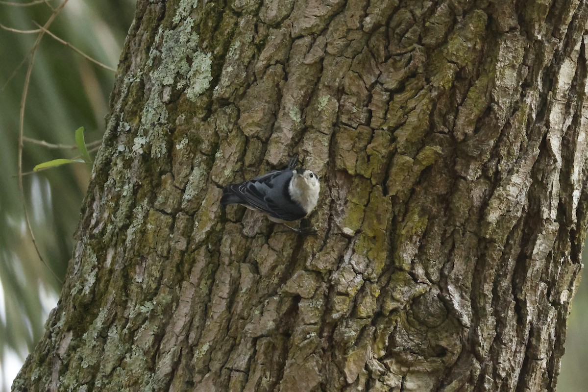 White-breasted Nuthatch - ML637948678