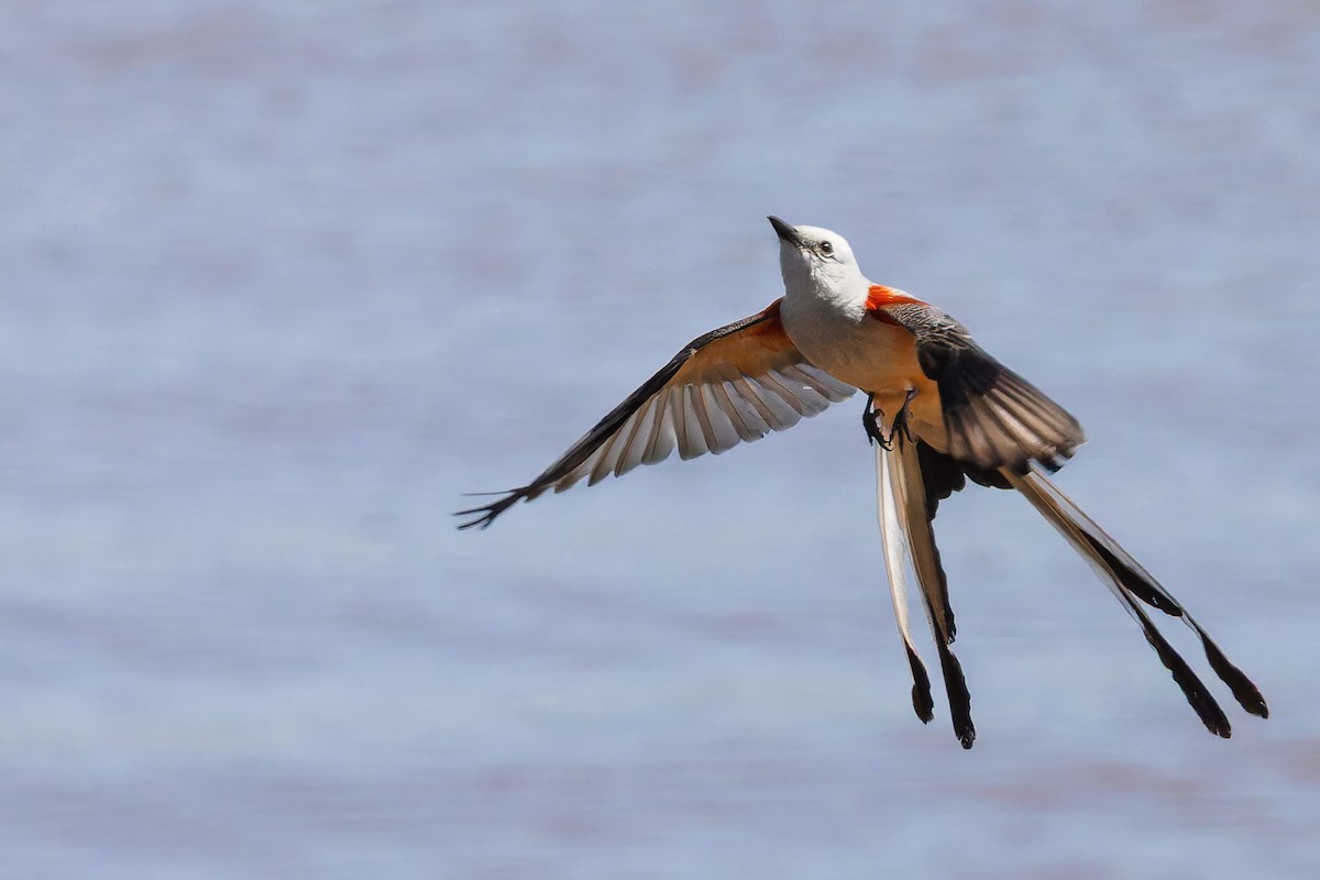 Scissor-tailed Flycatcher - ML637948680
