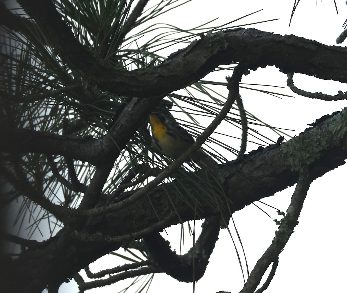 Yellow-throated Warbler - ML637948704
