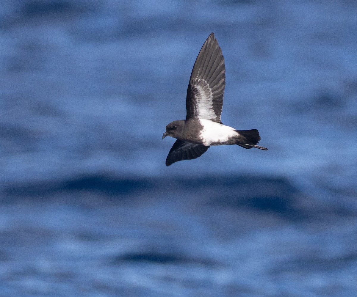 Black-bellied Storm-Petrel - ML637948711