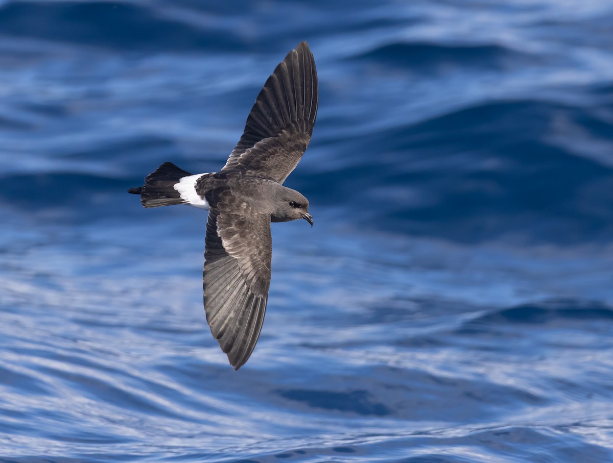 Black-bellied Storm-Petrel - ML637948713