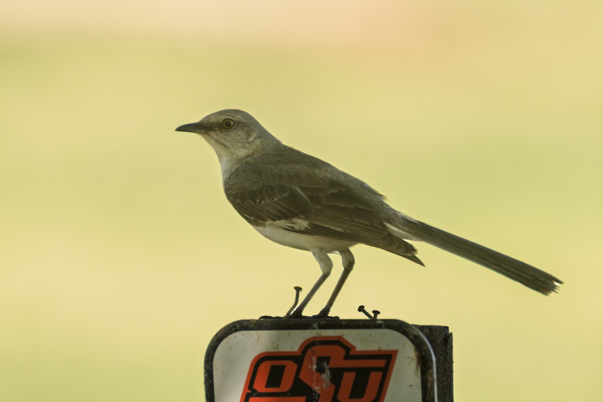 Northern Mockingbird - ML637948719