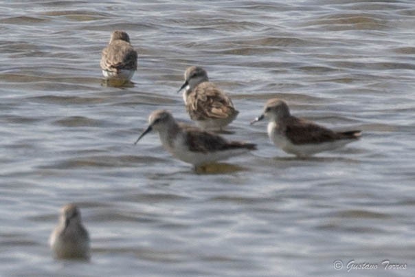 Western Sandpiper - ML637948726