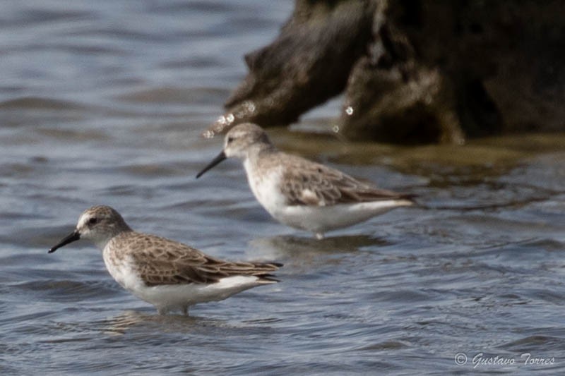 Western Sandpiper - ML637948727