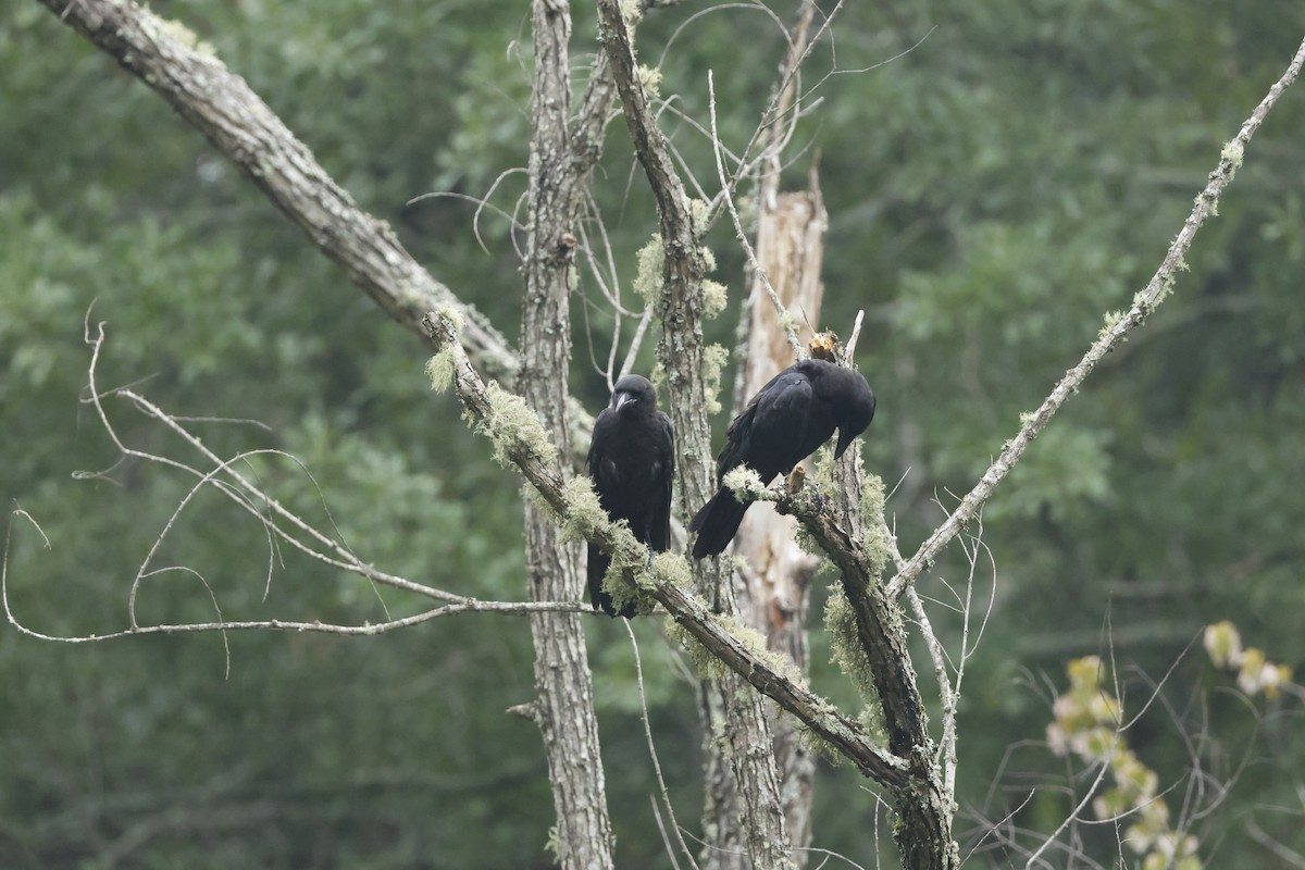 American Crow - ML637948757