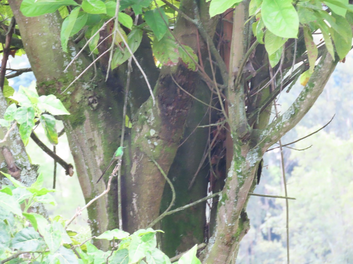 Black-tailed Trainbearer - ML637948759