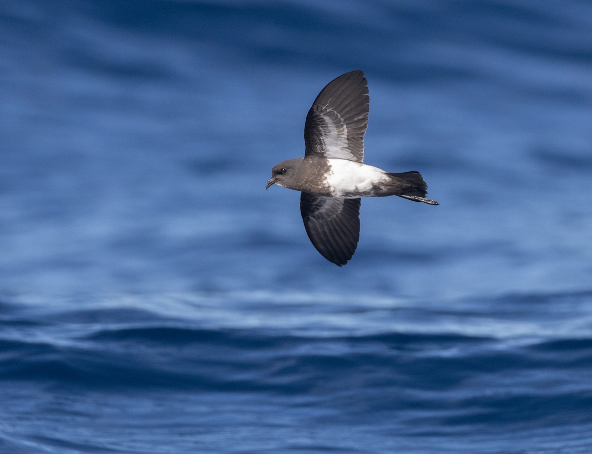 Black-bellied Storm-Petrel - ML637948769
