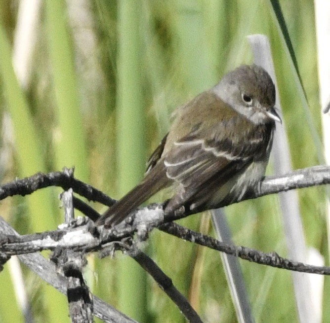 Willow Flycatcher - ML637948773
