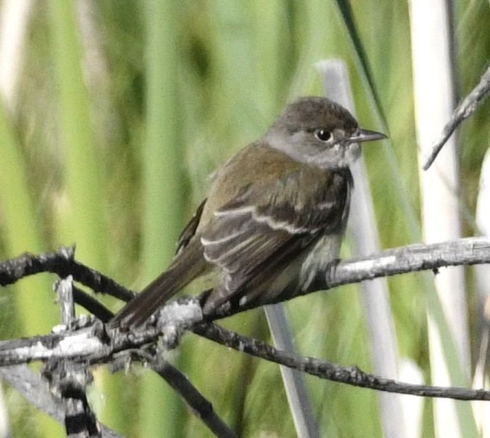 Willow Flycatcher - ML637948774