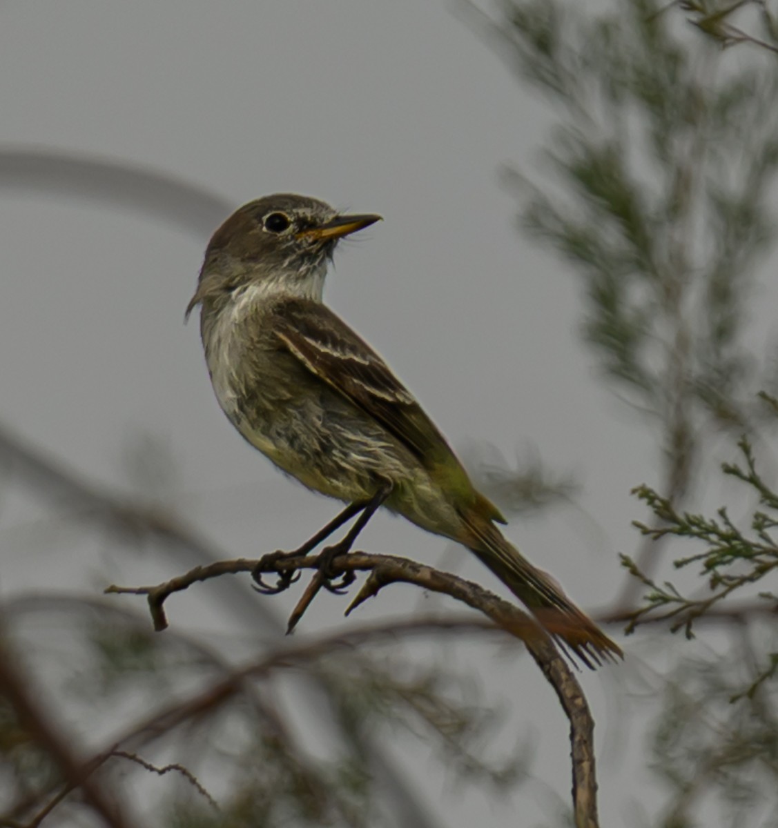 Gray Flycatcher - ML637948786