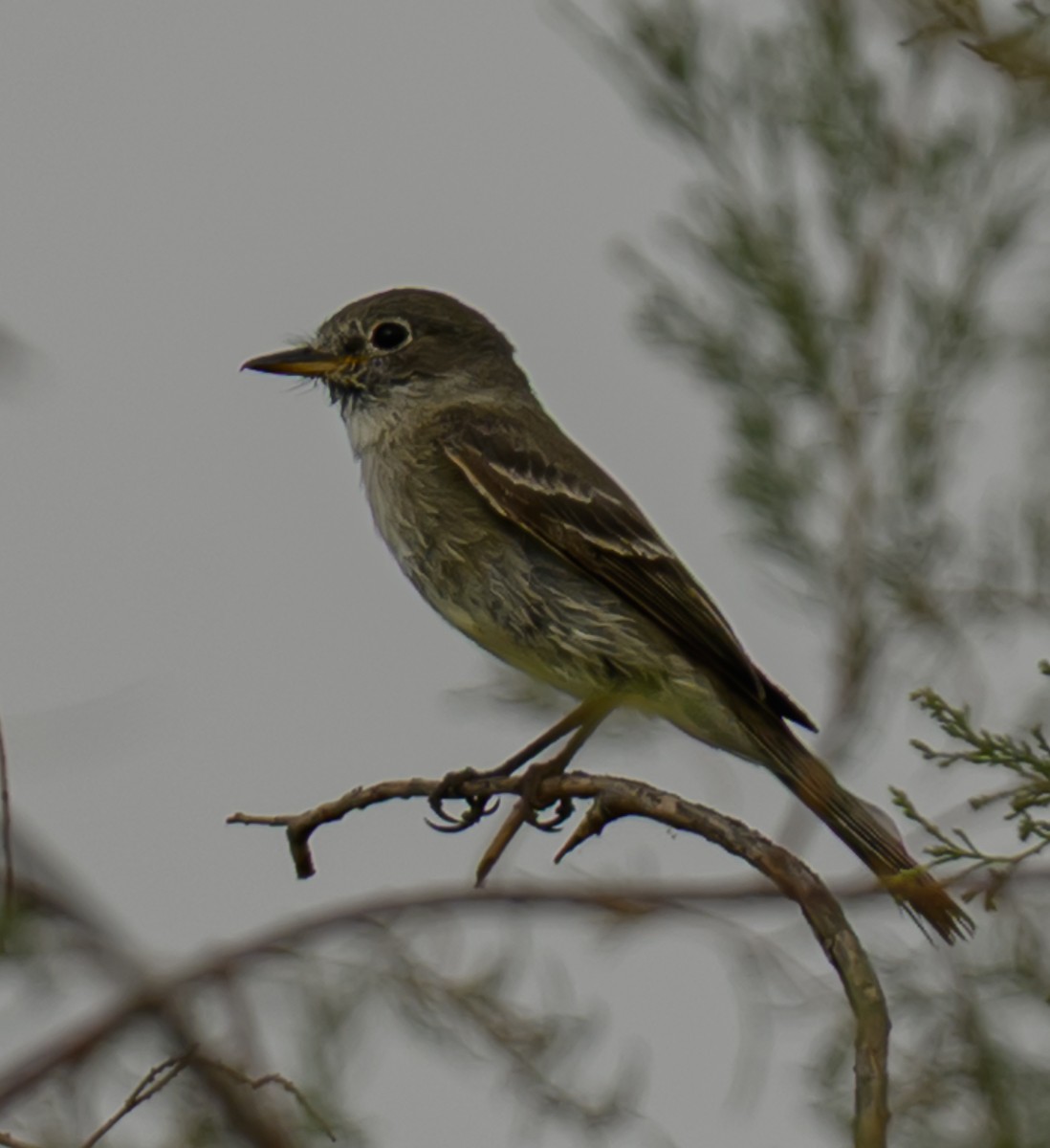 Gray Flycatcher - ML637948787