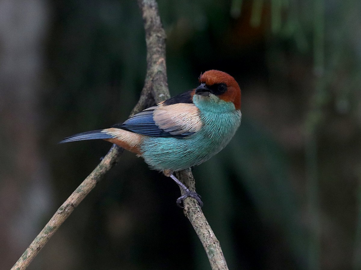 Black-backed Tanager - ML637948791