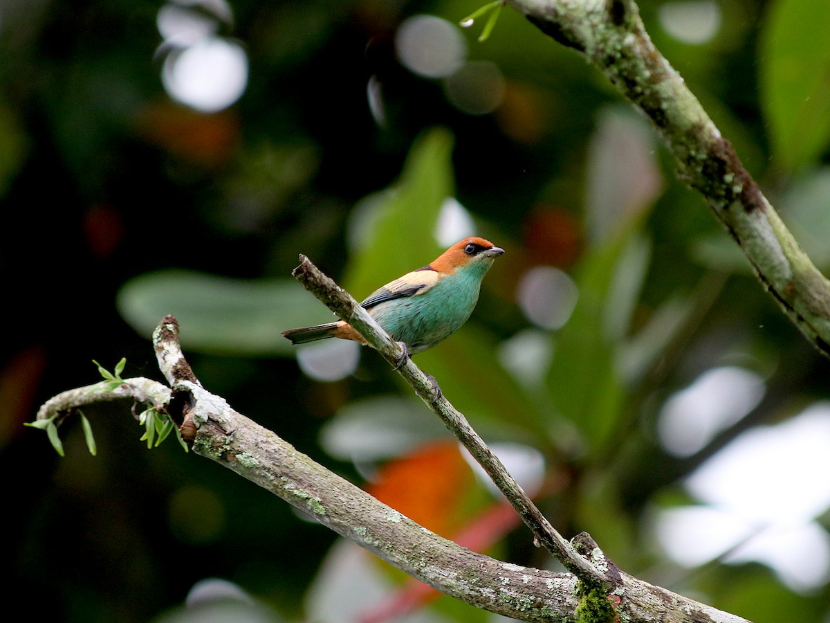 Black-backed Tanager - ML637948795