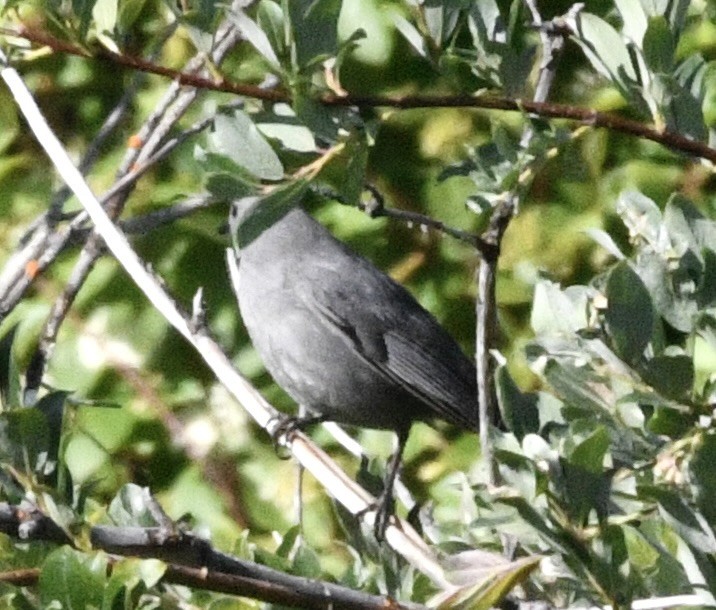 Gray Catbird - ML637948820