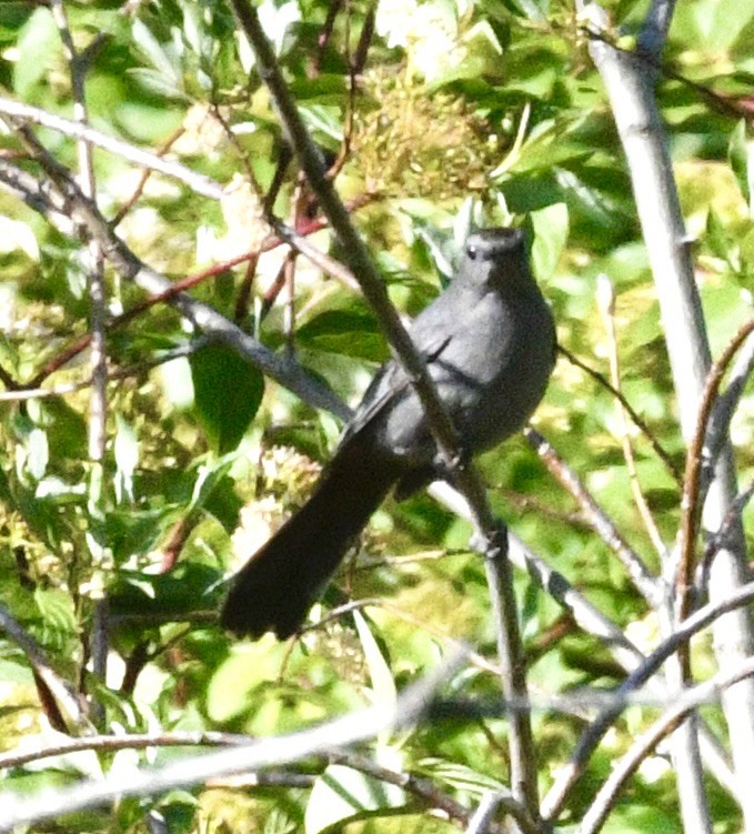 Gray Catbird - ML637948821