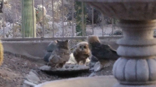 Great Horned Owl - ML637948879