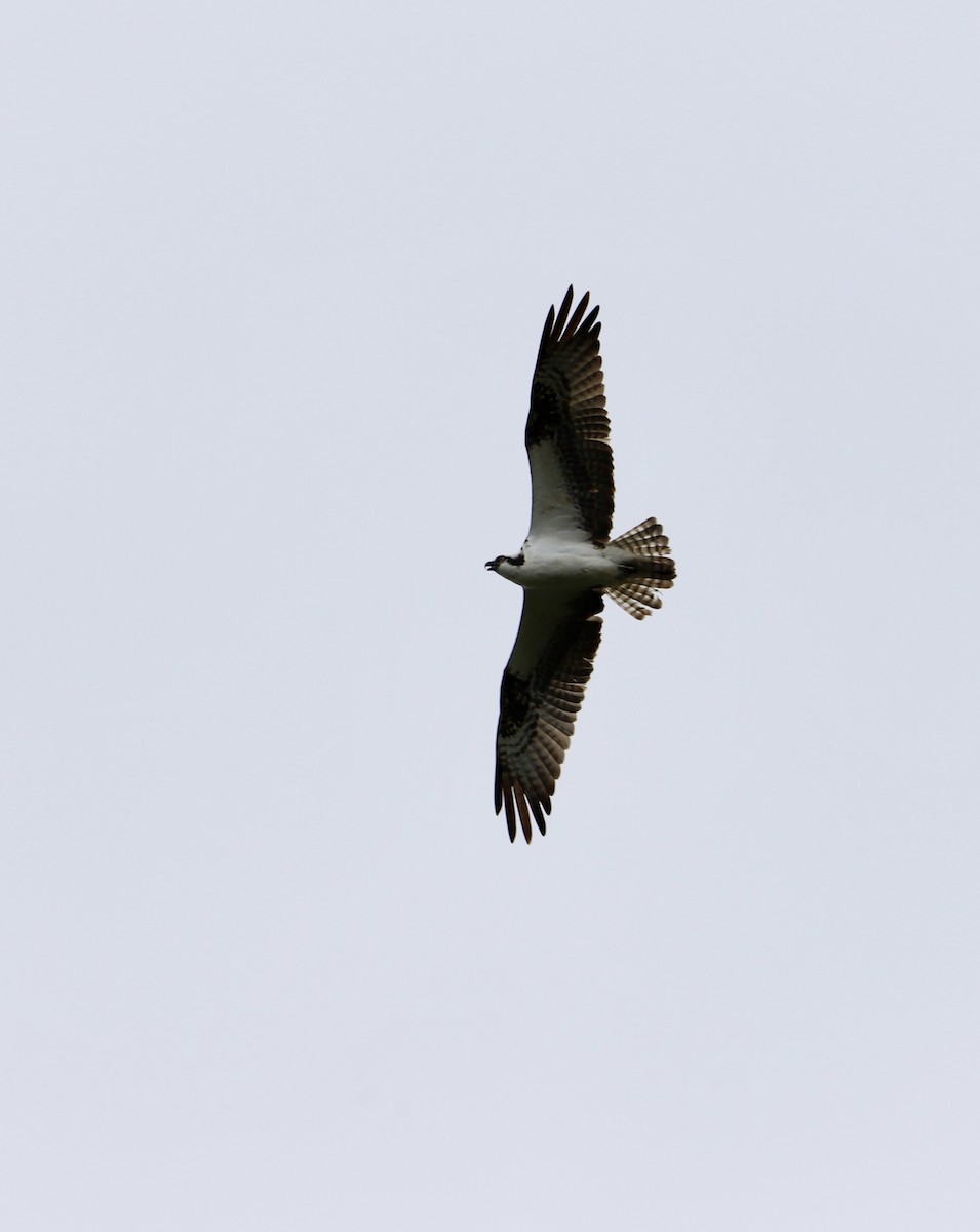 Osprey - ML637948895