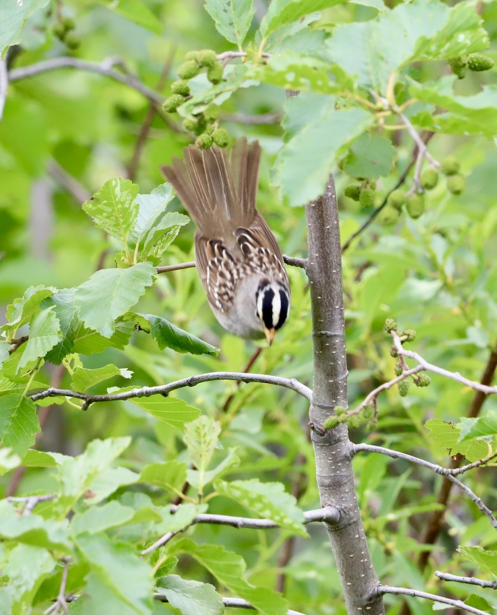White-crowned Sparrow - ML637948905