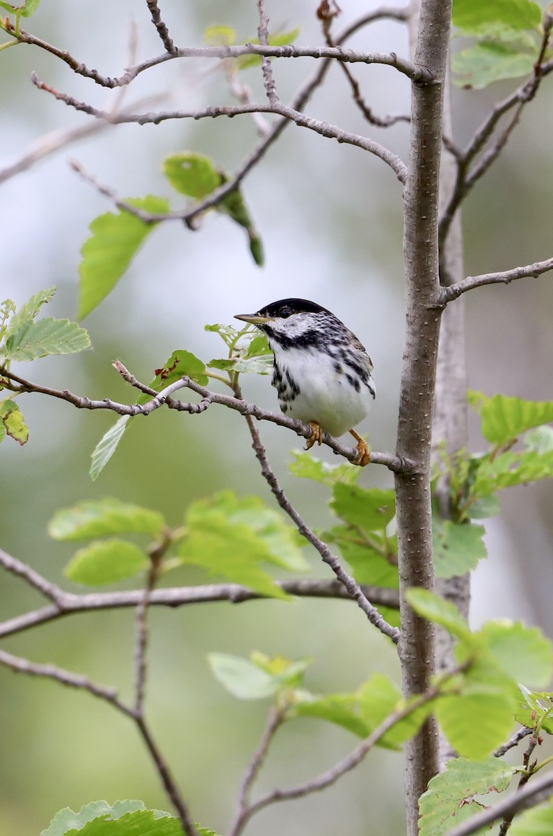 Blackpoll Warbler - ML637948918
