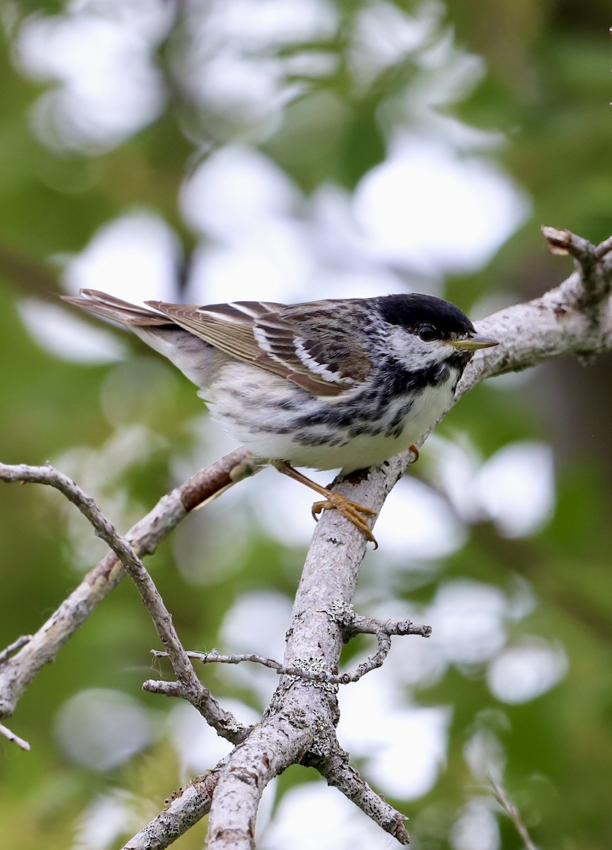 Blackpoll Warbler - ML637948919