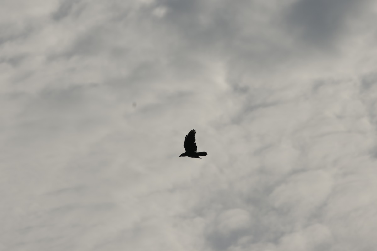 Fish Crow - ML637948928