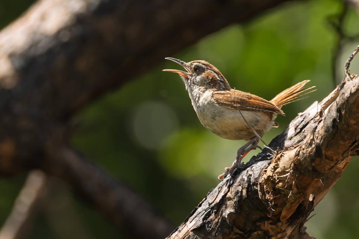 Carolina Wren - ML637948929