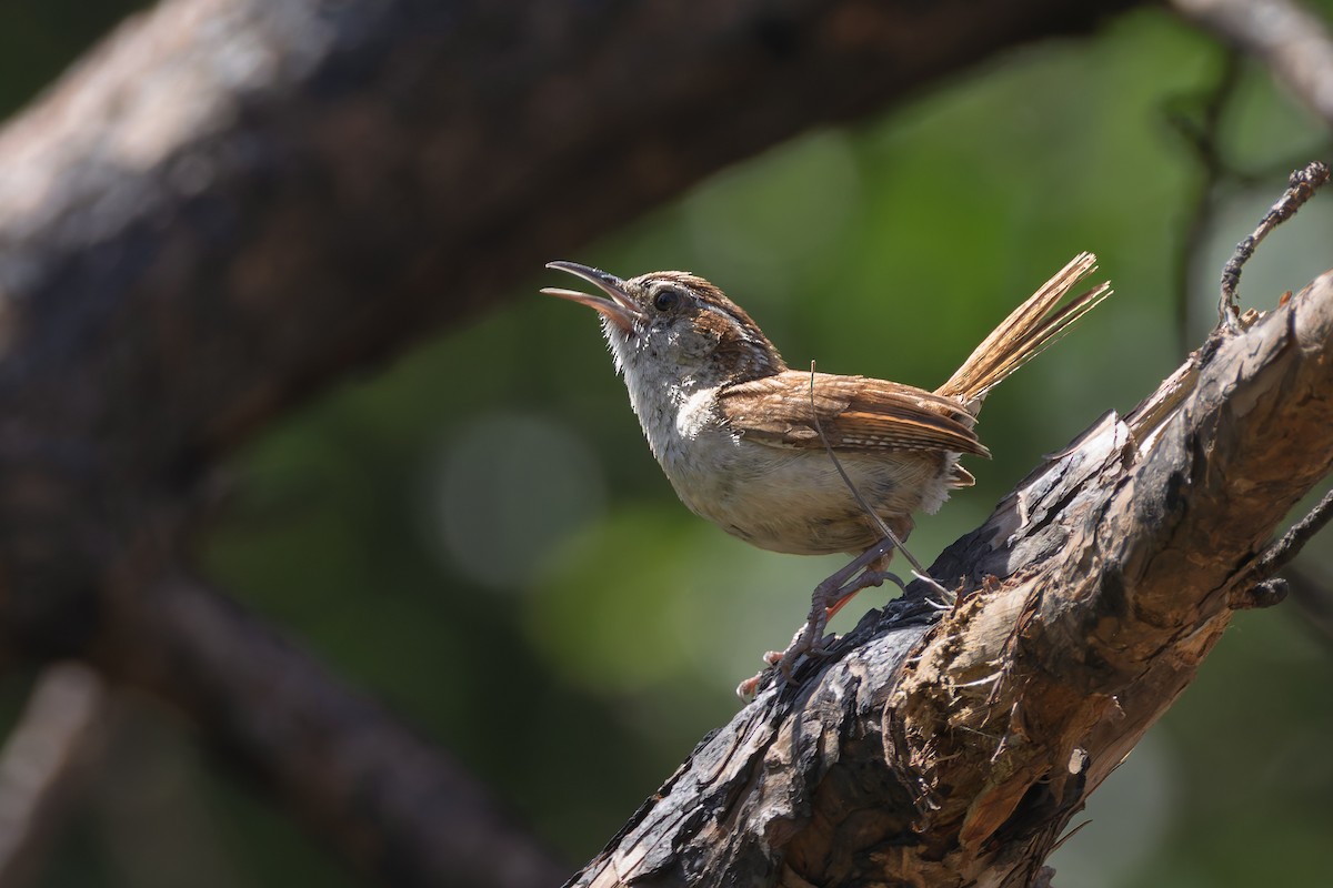 Carolina Wren - ML637948932