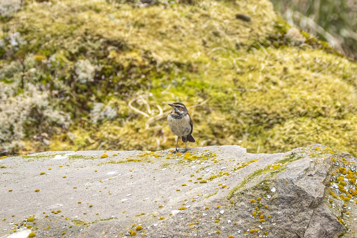 Bluethroat - ML637948933