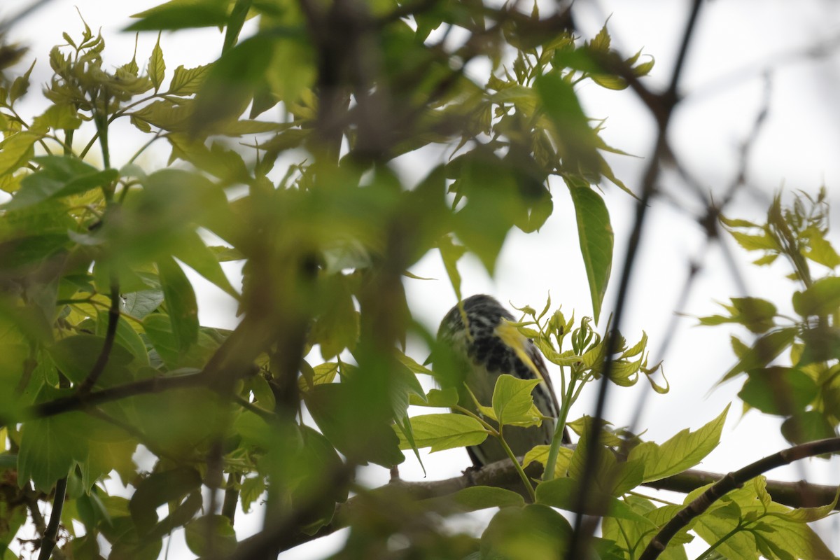 Yellow-rumped Warbler - ML637948949