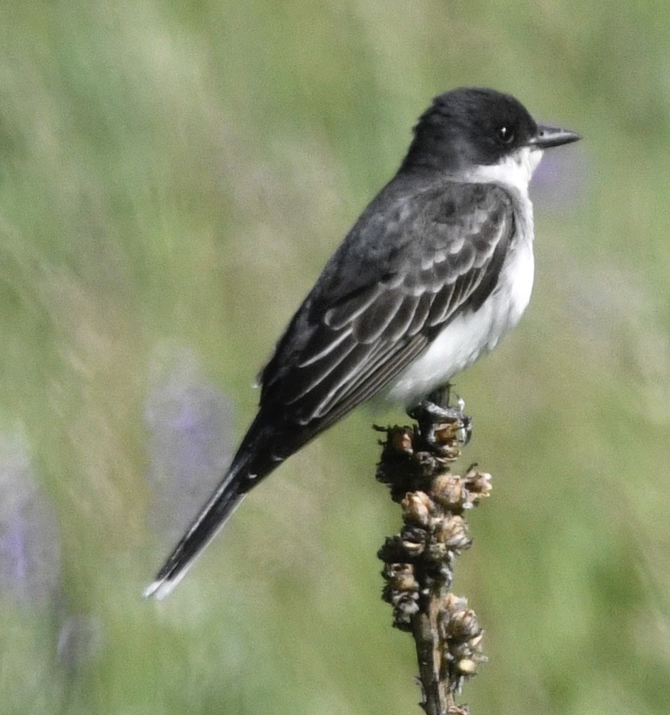 Eastern Kingbird - ML637948953