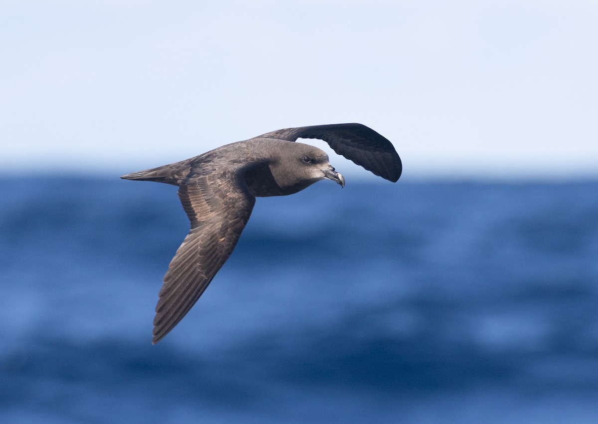 Gray-faced Petrel - ML637948981