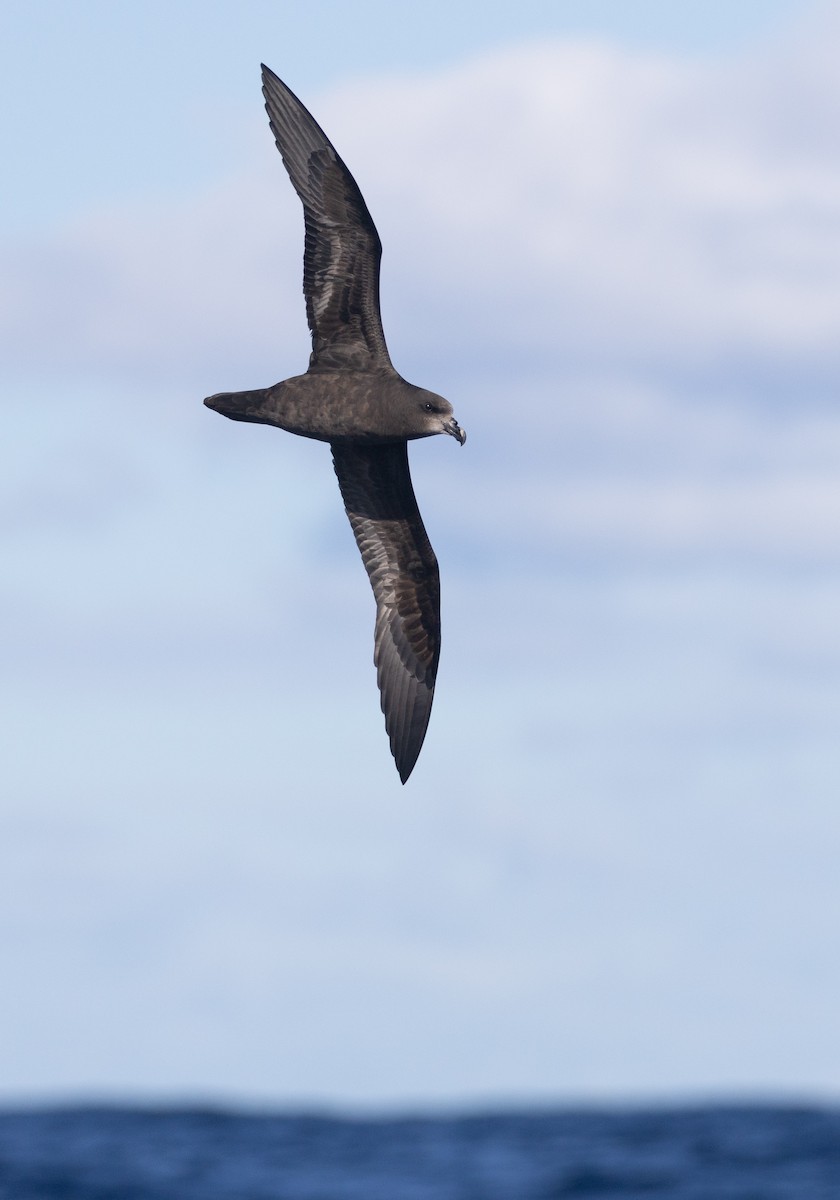 Gray-faced Petrel - ML637948982