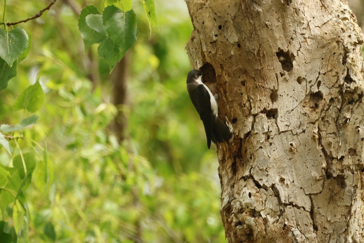 Tree Swallow - ML637949003