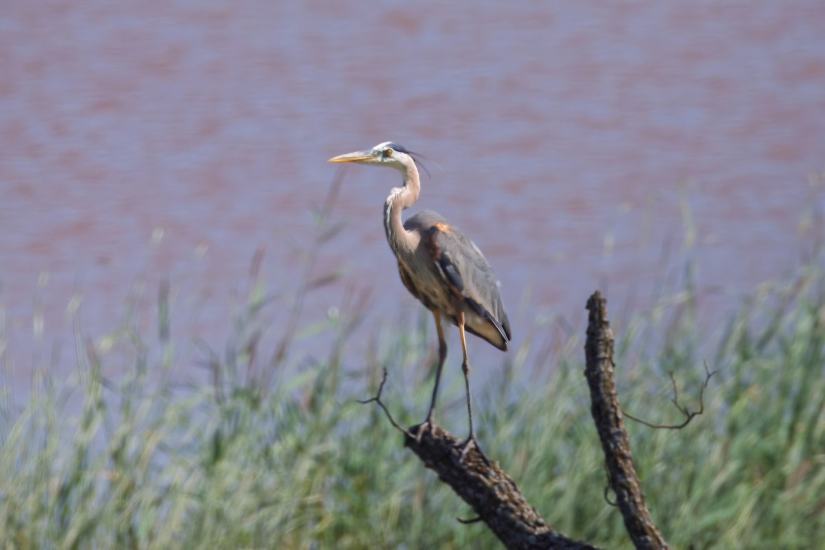 Great Blue Heron - ML637949070